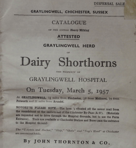 Dairy Shorthorns